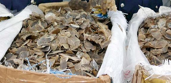 File photo of sacks of pangolin scales seized in Malaysia © TRAFFIC 