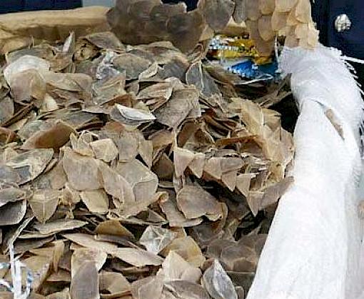Businessman charged in connection with Malaysia’s biggest pangolin scale seizure
