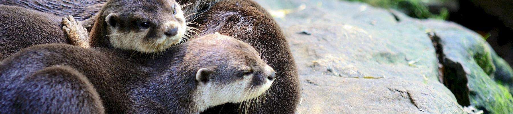 Small-clawed Otters Aonyx cinereus