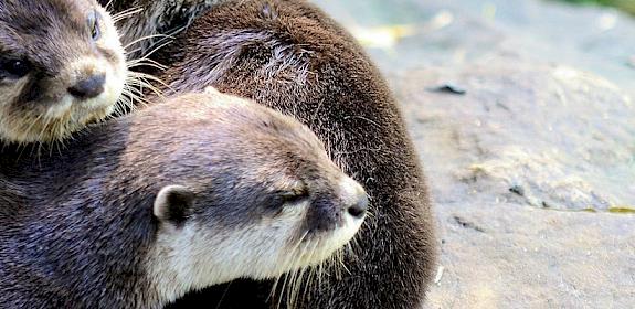 Small-clawed Otters Aonyx cinereus