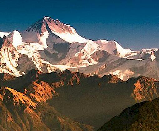 Succeeding with CITES: New project aims to promote sustainable wild Jatamansi trade from Nepal