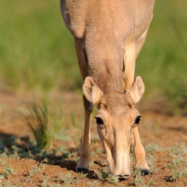 Female Saiga Antelope Saiga tatarica – the species has suffered a catastrophic decline of 95% due to hunting and illegal trade © Igor Shpilenok / WWF