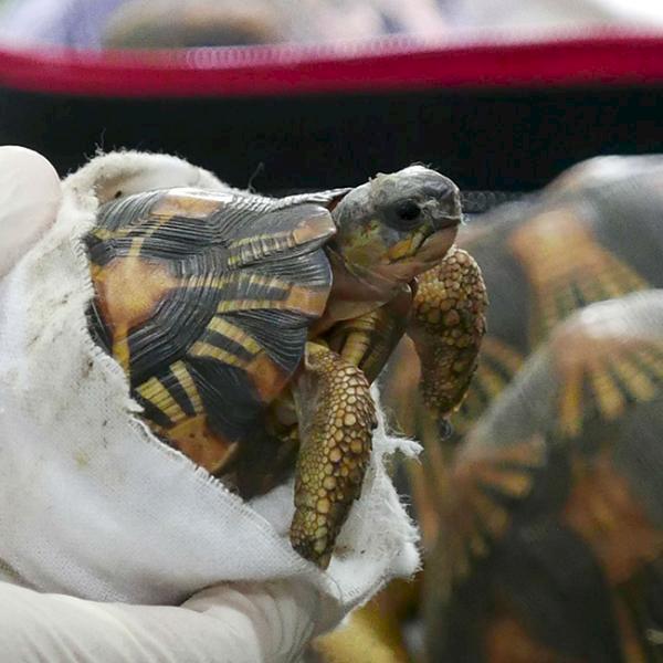 A juvenile Indian Star Tortoise Geochelone elegans is displayed by Malaysian Customs authorities following a major seizure at Kuala Lumpur airport © E. John / TRAFFIC