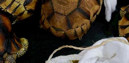 Landmark prosecutions but low fines for Critically Endangered tortoise trafficking in Indonesia