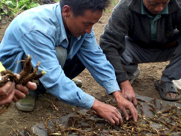 Local harvesters drying Jatamansi rhizomes. Photo: ANSAB