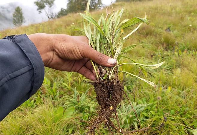 Nardostachys Jatamansi. Photo: ANSAB