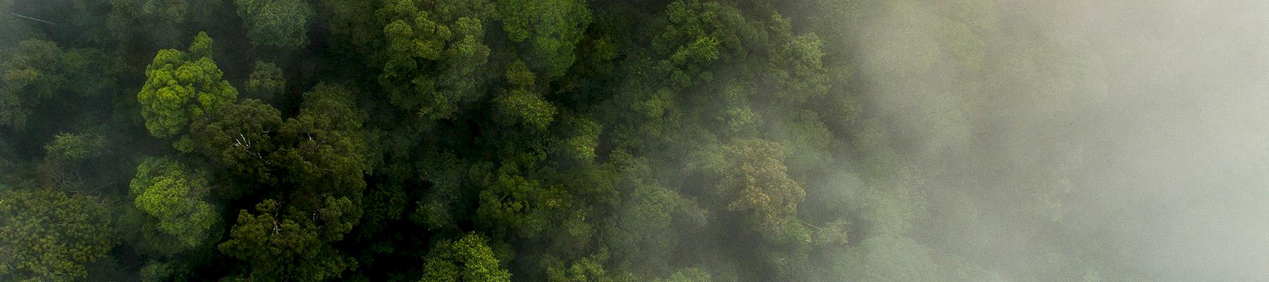 Aerial view of rainforest in Sumutra, Indonesia © Neil Ever Osborne / WWF-US