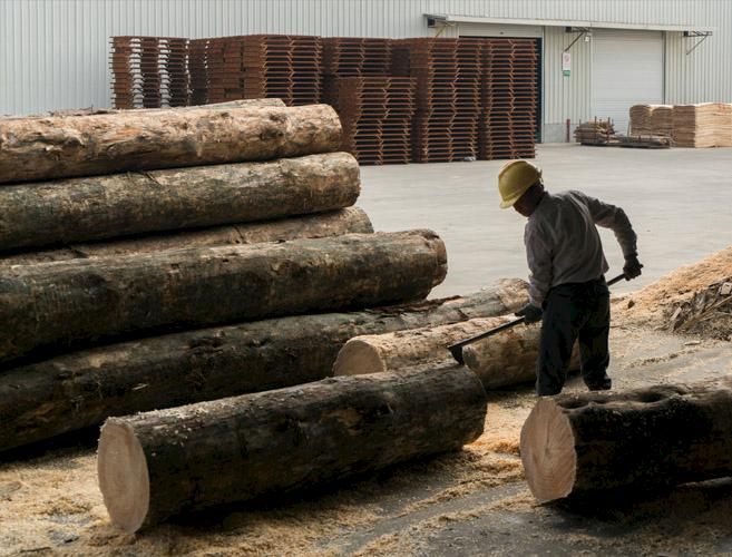 A board production factory near Qinzhou, Guangxi, China © Theodore Kaye / WWF China