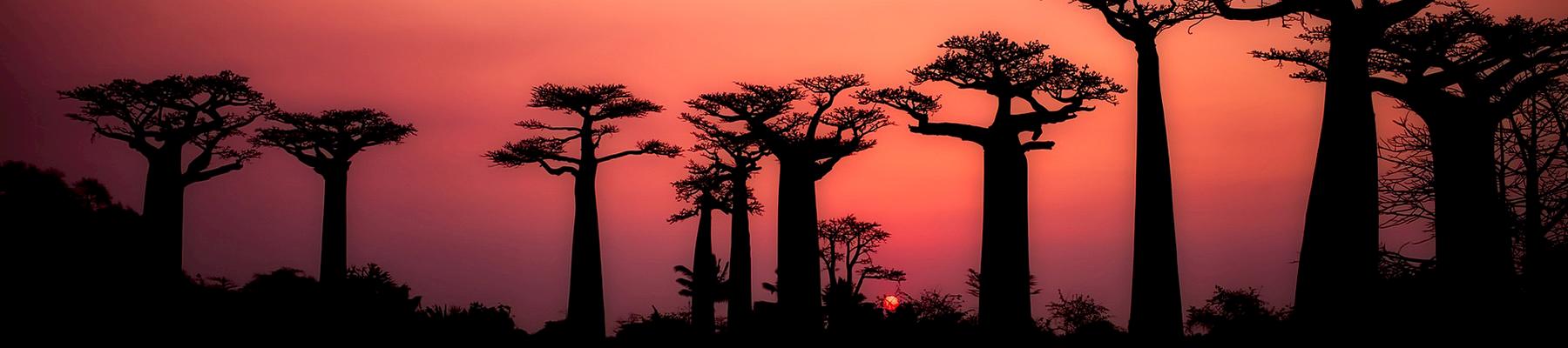 Baobab fruit is a viable source of sustainable income for local communities. We're working with organisations in Zimbabwe to implement sustainable harvesting operations that benefit local harvesters