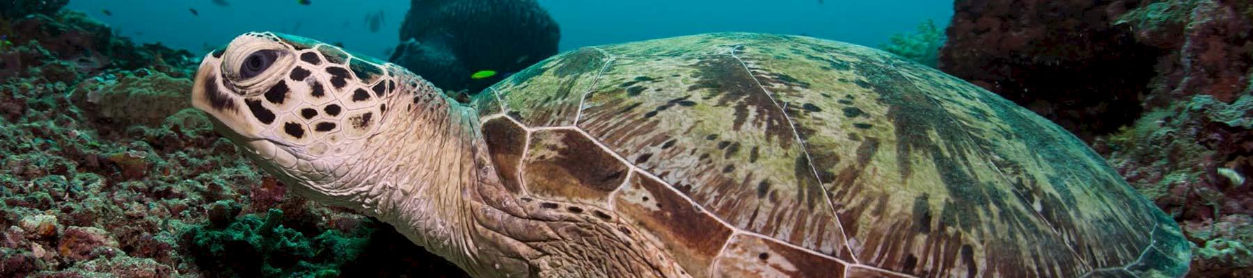 Green Turtle Chelonia mydas, Sipadan Island, Malaysia © Nicolas Voisin / Dreamstime.com