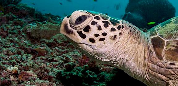 Green Turtle Chelonia mydas, Sipadan Island, Malaysia © Nicolas Voisin / Dreamstime.com