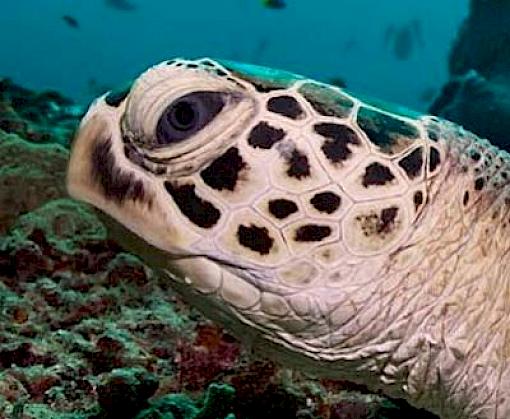 Review of Marine Wildlife Protection Legislation in ASEAN