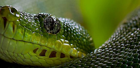 Green Tree Python Morelia viridis