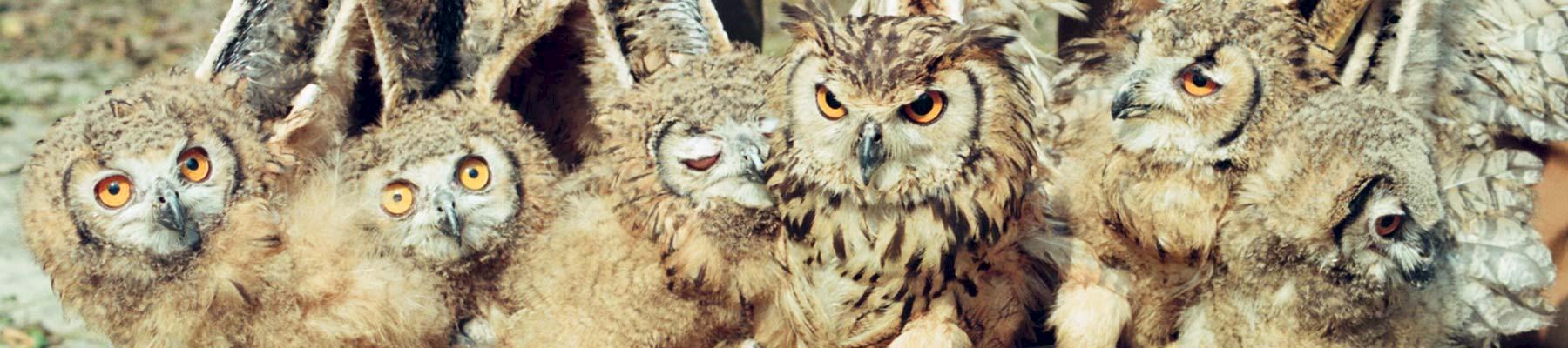 Rock Eagle-owls Bubo bengalensis for sale in an Indian market © Abrar Ahmed 