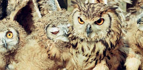 Rock Eagle-owls Bubo bengalensis for sale in an Indian market © Abrar Ahmed 