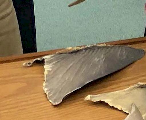 New tools to help shark fin identification and determination of trade sustainability