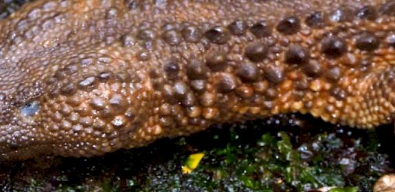 Earless Monitor Lizard © Indraneil Das 