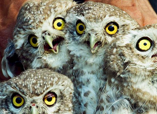 Owls are displayed in India ready for sale to customers © Abrar Ahmed