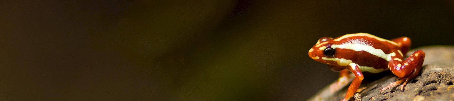 Poison Arrow Frog Dendrobatidae spp. © Cloudtail / CC Generic 2.0