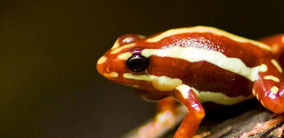 Poison Arrow Frog Dendrobatidae spp. © Cloudtail / CC Generic 2.0