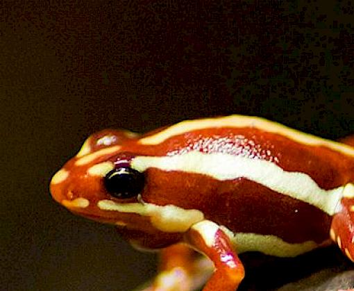 New study highlights Belgium’s role as wildlife trade hub