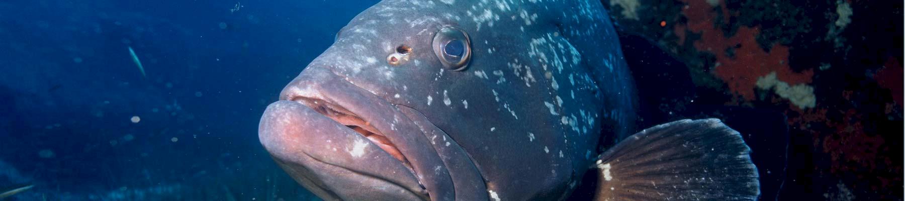 Dusky Grouper Epinephelus marginatus © Albert Kok 