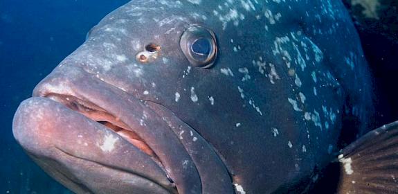 Dusky Grouper Epinephelus marginatus © Albert Kok 