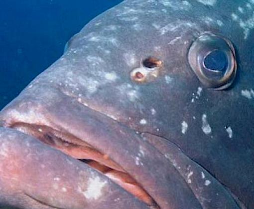 Threats from over-consumption highlighted in IUCN Red List update