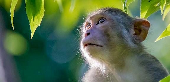 Indochinese Rhesus Macaque © Nguyen Manh Phuc 