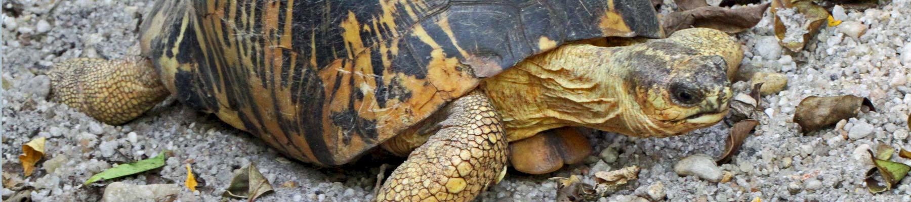 Radiated Tortoise Astrochelys radiata © Vil Sandi / CC BY-ND 2.0 