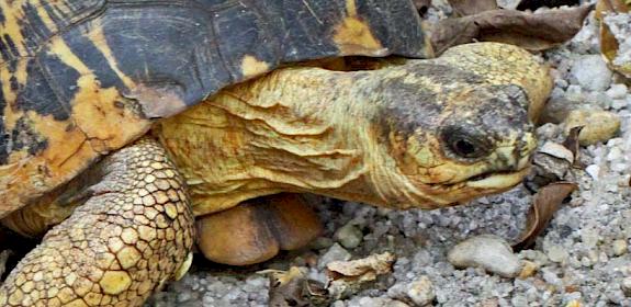 Radiated Tortoise Astrochelys radiata © Vil Sandi / CC BY-ND 2.0 