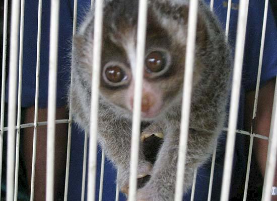 Watching over wildlife trade