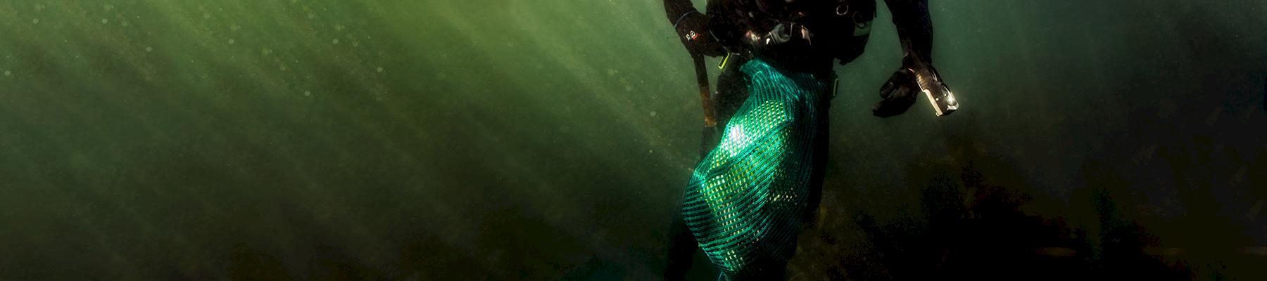 a poacher swims for the surface carrying a sack of live abalone off the Western Cape coast in South Africa © Shaun Swingler