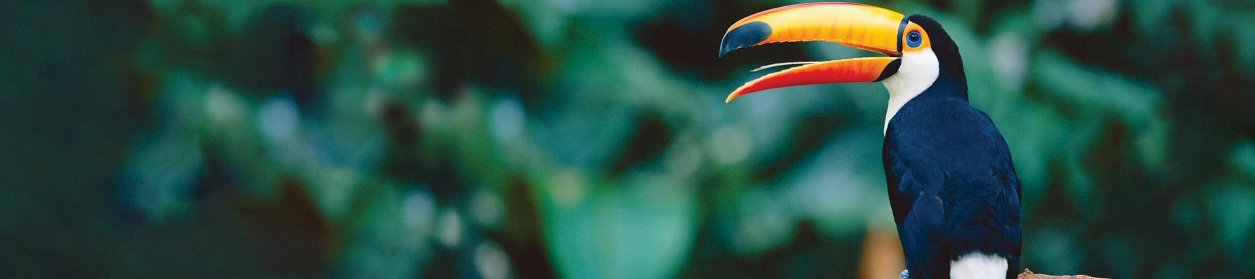 A Toco Toucan Ramphastos toco © Staffan Widstrand / WWF