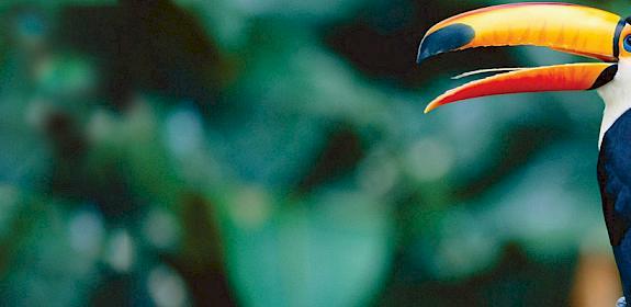 A Toco Toucan Ramphastos toco © Staffan Widstrand / WWF