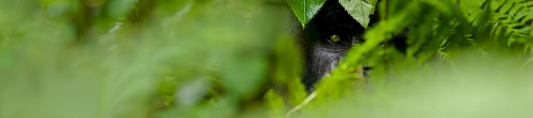 银背山地大猩猩(Gorilla beringei beringei)穿越森林，维龙加山脉© naturepl.com / Andy Rouse / WWF