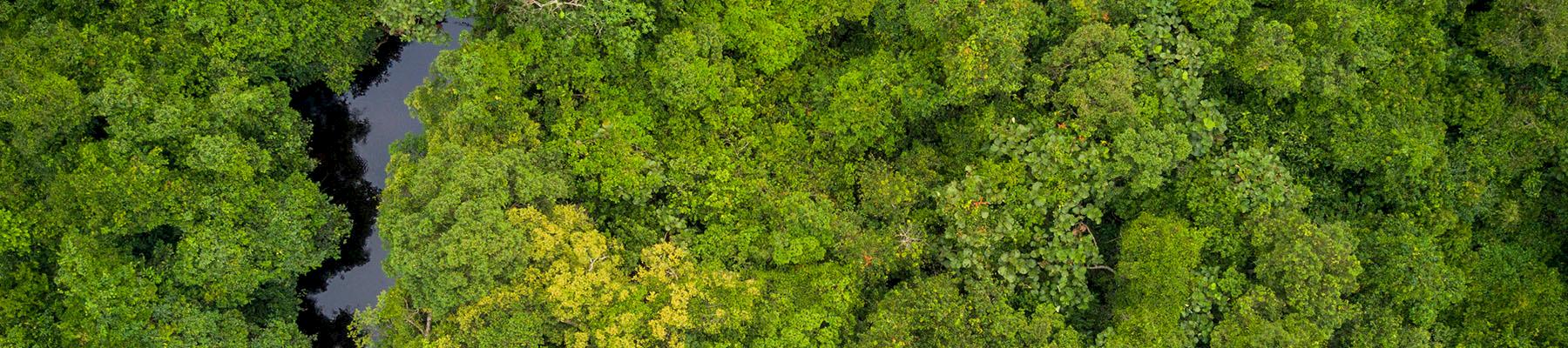 Aerial view of Salonga National Park, Democratic Republic of Congo © Thomas Nicolon / WWF DRC