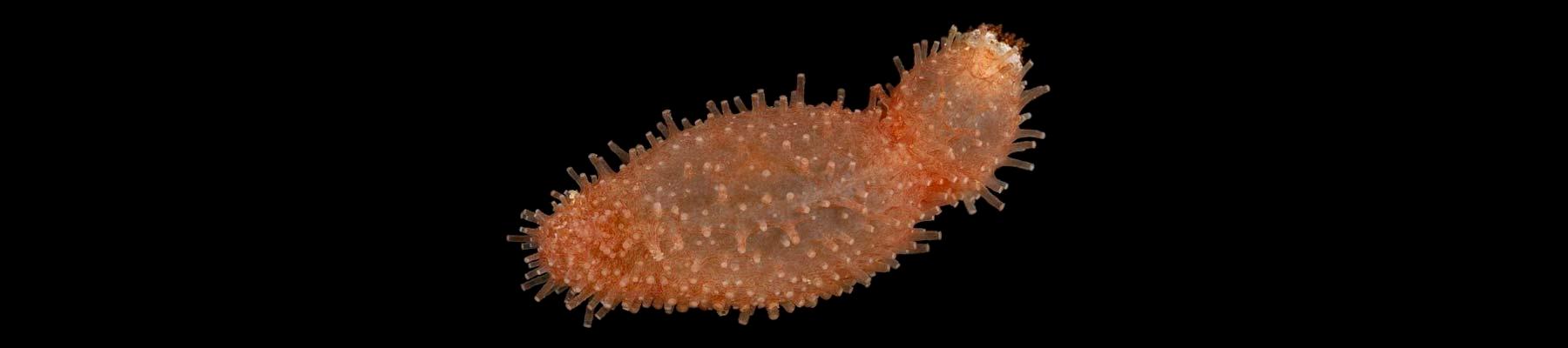 Lipotrapeza vestiens, one of the sea cucumber species proposed for possible CITES listing © Catching The Eye / CC BY-NC 2.0
