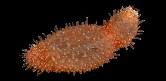 Lipotrapeza vestiens, one of the sea cucumber species proposed for possible CITES listing © Catching The Eye / CC BY-NC 2.0