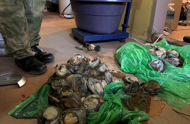 fresh abalone seized during a police raid on a processing facility near Pretoria, South Africa © Julin Rademeyer / TRAFFIC