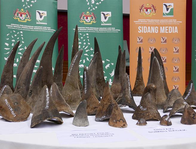 A seizure of 50 pieces of rhino horn made by Malaysian authorities in August 2018