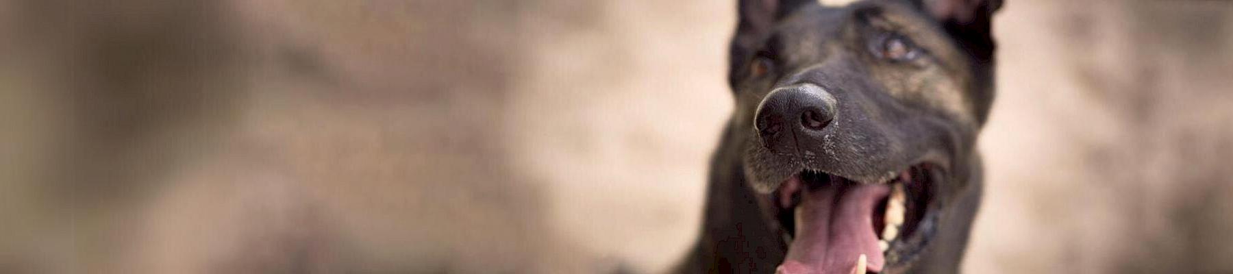 Portrait of Diva, a trained sniffer dog with Kenyan Wildlife Service (KWS) © Juozas Cernius / WWF-UK