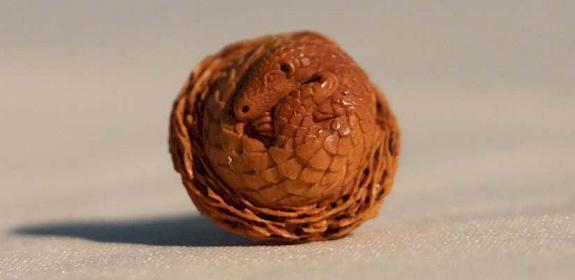 A carved olive pit depicting a sleeping pangolin © TRAFFIC 