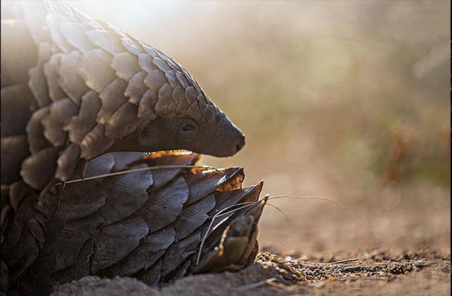 Wildlife TRAPS