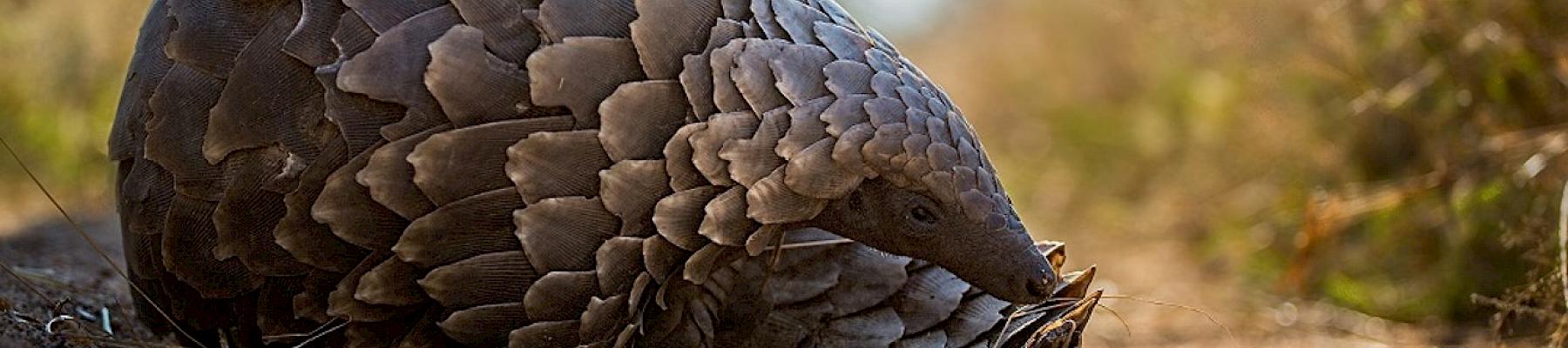 Ground Pangolin © Keith Connelly