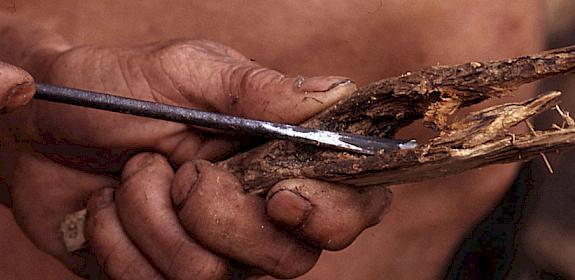 Stripping bark off Agarwood: one of the top five most traded wild-sourced plant species by volume © Alain Compost / WWF 