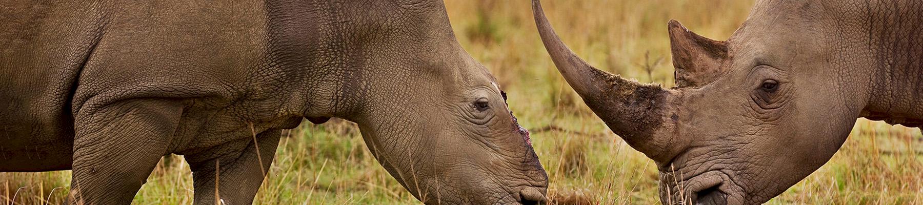 A female rhino that survived dehorning by poachers in South Africa. Photo: Brent Stirton / Getty Images / WWF-UK