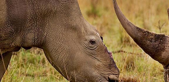 A female rhino that survived dehorning by poachers in South Africa. Photo: Brent Stirton / Getty Images / WWF-UK