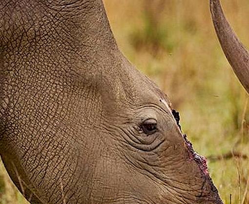 South Africa: national rhino poaching tally falls for fifth year running