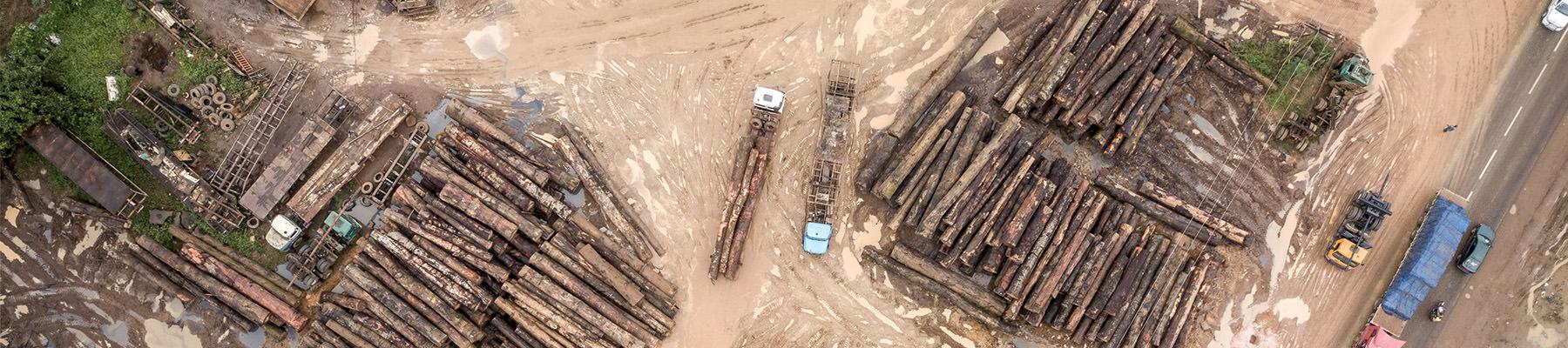 Log stockpile along the main road into Douala, Cameroon. Photo: TRAFFIC / A. Walmsley